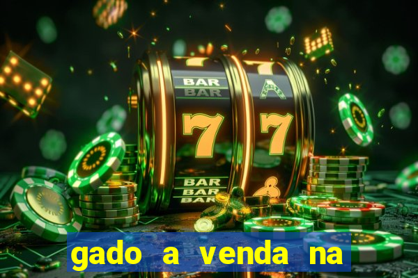 gado a venda na bahia olx